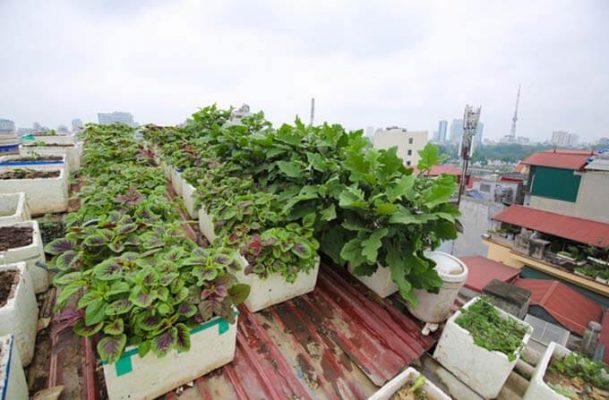 Thông gió cho nhà mái tôn bằng cách trồng cây leo